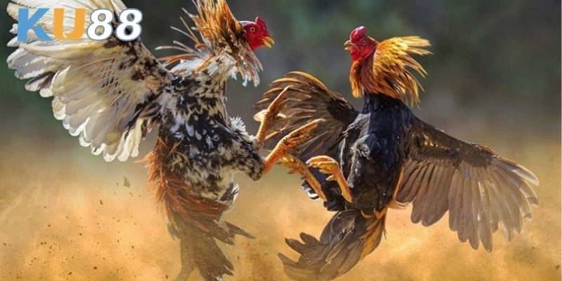 Cược trực tiếp theo hiệp đấu của đá gà KU88 được nhiều người chuộng