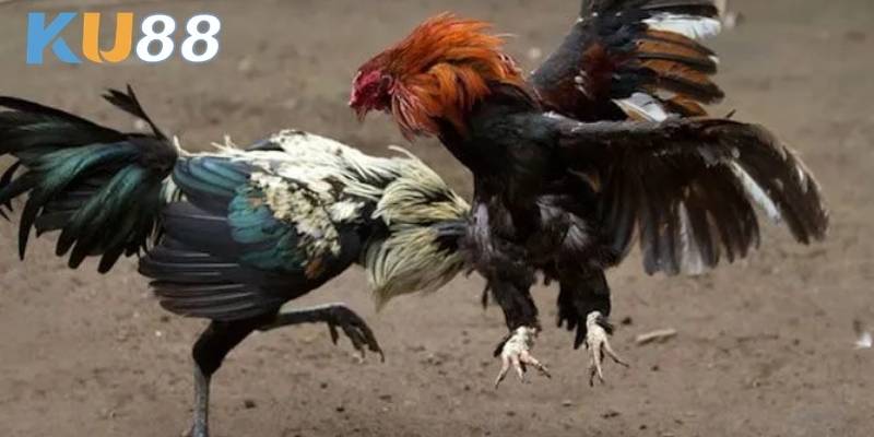 Người chơi nên quan sát chiến kê để phân tích lịch sử thi đấu